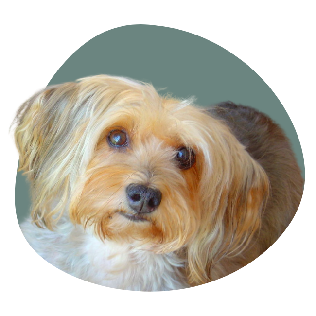 albeitar veterinario en toledo
