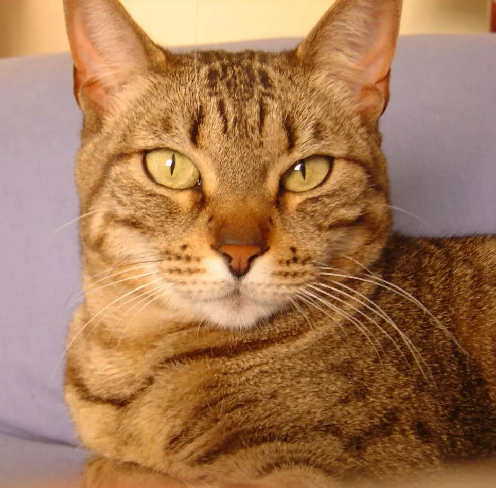 veterinario albeitar servicios